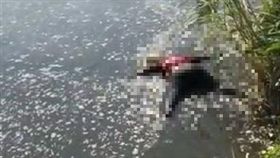 新北市，新莊，新海橋，浮屍，翻攝畫面