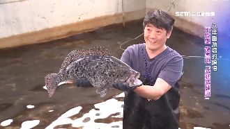 他睡漁塭八年！宜蘭龍虎石斑逆勢突圍