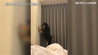 汪星人學會關燈　主人一秒後悔