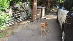 大黃狗Kuzo撲倒，老翁手上的陶瓷茶壺碎裂時，碎片飛濺刺進頸動脈。（圖／翻攝畫面）