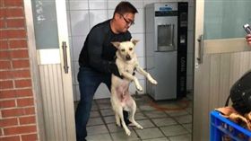 大白狗,新竹殯儀館,流浪狗,刀傷,虐狗。翻攝新竹爆料公社