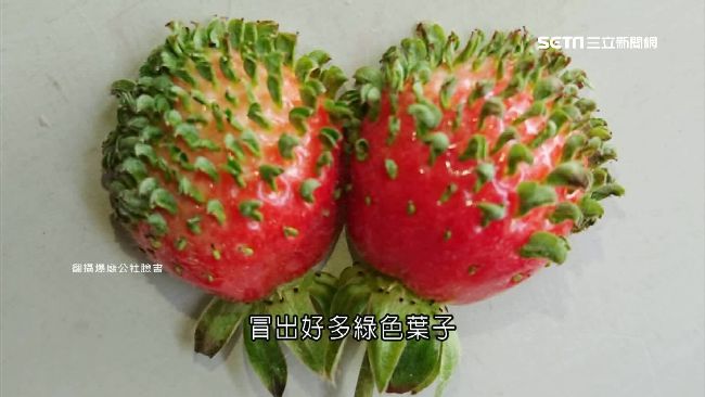 風大又缺水…草莓竟「變種」長頭髮
