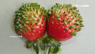 風大又缺水…草莓竟「變種」長頭髮