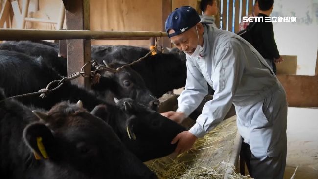 求美味肉質！浪花黑牛養殖過程超講究