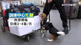 揭疫犬密訓1800