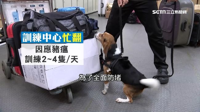 嗅出行李「藏陷阱」　檢疫犬訓練首曝