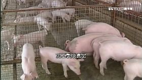 陸豬瘟怎傳1800