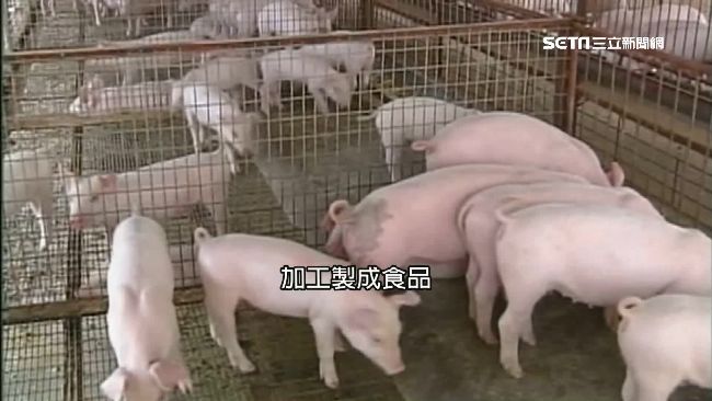 陸封鎖消息！撲殺不全致豬瘟失控