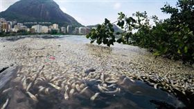 熱浪襲擊 巴西南區湖泊魚群暴斃逾55噸
（圖／翻攝自Replicário twitter）