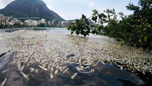 熱浪襲擊　巴西湖泊魚群暴斃逾55噸
