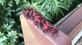 紅姬緣椿象／爆廢公社