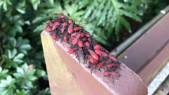 動物園驚見這蟲大爆發　網起雞皮疙瘩