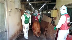 日本感染豬瘟。（圖／翻攝自Asahi）