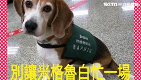 非洲豬瘟,中國大陸,防檢局,米格魯,黃國昌