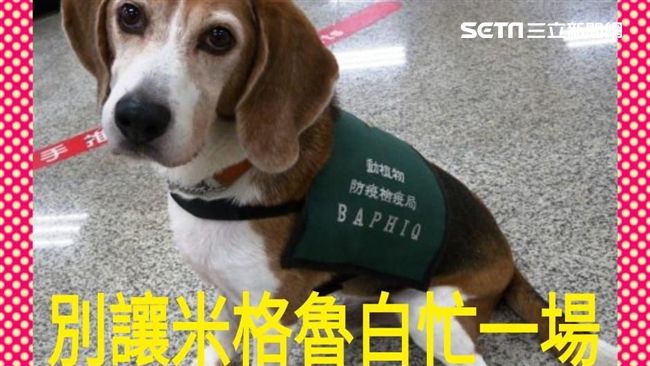 大作戰！黃國昌：別讓米格魯白忙一場