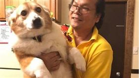 一般民眾對柯基的印象多半是圓滾滾、腿短的中型犬，但沒想到最近出現一隻體型逼近黃金獵犬大小的的柯基，被網友笑稱是「阿嬤養大的」讓牠意外爆紅，而主人為牠開設的IG帳號也已經吸引了2萬多名粉絲。（圖／翻攝自Noah the Chubby Corgi IG）

https://www.instagram.com/noahthechubbycorgi/?hl=zh-tw