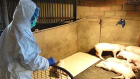 港府訂定撲殺豬隻措施針對大陸的非洲豬瘟疫情蔓延接近香港，香港當局訂定，一旦豬瘟在本地任何豬場出現，場內豬隻將會被全部撲殺；圖為本地豬場檢疫。（港府提供）中央社記者張謙香港傳真  107年12月21日