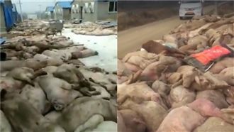 上萬死豬「丟路邊」！陸豬瘟畫面曝光