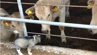 幼汪亂入牛群　熱情互動畫面超溫暖