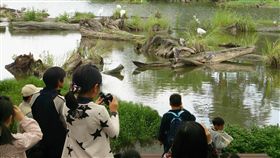 池畔賞鳥木作童玩　羅東林管處推親子遊宜蘭羅東林業文化園區自然生態豐富，為推廣當地自然生態及木材資源利用，林管處在明年推出「池畔賞鳥趣」還有「木要這樣玩」兩大親子活動。（羅東林管處提供）中央社記者沈如峰宜蘭傳真 107年12月23日