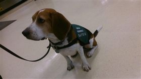 非洲豬瘟,檢疫犬,米格魯,農委會（圖／翻攝畫面）