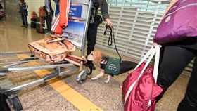 非洲豬瘟,檢疫犬,米格魯,農委會（圖／翻攝畫面）