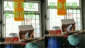 鸚鵡,爆廢公社,修車廠,口技（圖／翻攝自臉書爆廢公社）