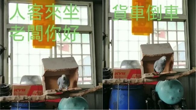 超強口技鸚鵡！網驚：B-box天王