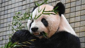 全球首例  大貓熊團團裝牙套民眾最近如果到台北市立動物園，會發現大貓熊「團團」裝了銀牙，閃閃發亮。動物園表示，這是全球大貓熊裝牙套首例，也替野生動物醫療專業發展創建里程碑。（台北市動物園提供）中央社記者梁珮綺傳真  107年12月24日