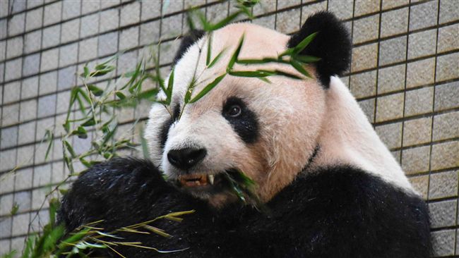 大貓熊團團裝牙套治療　創全球首例