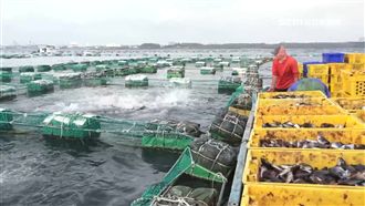 澎、陸海鱺怎麼分？從「魚眼」見端倪