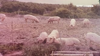 家毀在口蹄疫…養豬戶兒史丹利憶惡夢