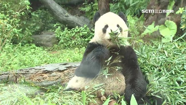 貓熊團團犬齒斷滲血！裝牙套戴一輩子