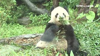 貓熊團團犬齒斷滲血！裝牙套戴一輩子