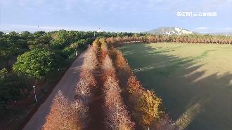 從未開放！私房「落羽松秘境」曝光