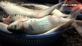 澎湖海鱺遭擠壓！養殖業認6成大陸貨