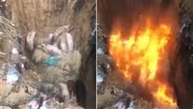 影／挖坑活烤非洲豬瘟　豬隻淒厲慘叫聲讓網友崩潰
圖／翻攝自YouTube
https://www.youtube.com/watch?v=Lxz8MQhhSKo