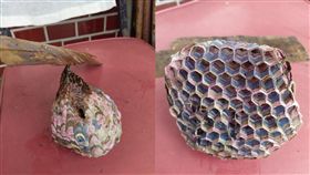 長腳蜂蜂巢。（圖／翻攝自PTT）