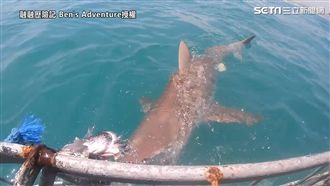 鯊魚血盆大口衝撞　與海豹同游海底