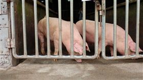 邁向非口蹄疫區　農委會盼開拓國際市場農委會主委林聰賢表示，台灣自爆發口蹄疫至今21年，將於7月1日停止施打疫苗（拔針），一年後希望能申請為非疫區。希望台灣解除疫區後能夠開拓國際市場，讓台灣養豬產業也成為具有國際競爭力的優勢產業。（屏東縣政府提供）中央社記者郭芷瑄傳真　107年6月19日