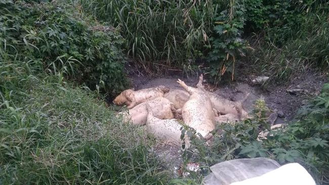 看到「豬豬往生」怎麼辦？一張圖秒懂