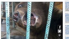 俄羅斯棕熊咬斷婦人手臂（圖／翻攝自每日郵報）