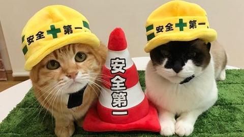 暖爐危險！　一招讓貓星人自動遠離
