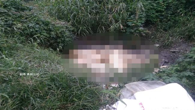 網傳暴斃豬照！警將約談飼主、散布者
