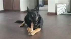  狼犬狂啃「私密物」（圖／翻攝自臉書爆笑公社）