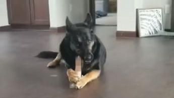 狼犬狂啃「新玩具」…真相曝光好害羞