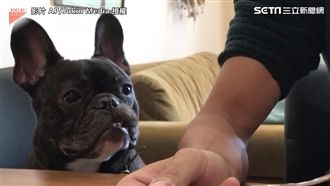 「這是我的蛋糕」汪星人吃不到秒變臉