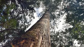 驚艷！百棵紅檜木群沉睡千年曝光　搭直升機再走5天才發現(圖/翻攝自台東林管處)