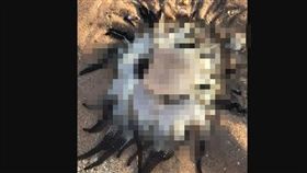 澳洲,南澳,海葵,外星物種　圖／翻攝自reddit討論區