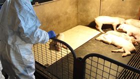 非洲豬瘟逼近  香港提高戒備非洲豬瘟蔓延至廣東，十分接近香港，香港當局已提高戒備。圖為香港漁農自然護理署人員20日巡查當地養豬場。（中通社提供）中央社  107年12月21日